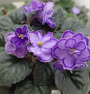 Фиалки и глоксинии: 🌱🌺🌱 Продаю сортовые ДЕТКИ стандартных, трейлерныхмини и полумини — 7