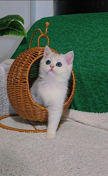 кошка мальчик: Шотландские котята — 1