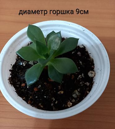 черный принц: Суккулент эхеверия «Чёрный принц». - Цена: 100 сом - Горшок: диаметр — 2