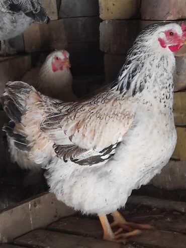 Куры, петухи: Продаю | Куры, Цыплята | Домашняя | На забой — 4