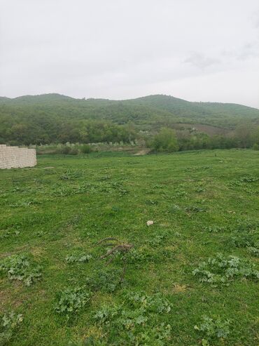 Torpaq sahələrinin satışı: 31 sot, Kənd təsərrüfatı, Kupça (Çıxarış) -da lalafo.az — 6 Torpaq sahələrinin satışı: 31 sot, Kənd təsərrüfatı, Kupça (Çıxarış) — 6