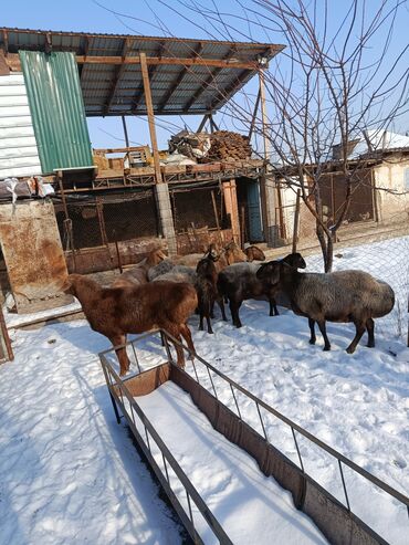 Баран, овца: Продаю | Овца (самка) | Арашан | Для разведения | Котные — 7