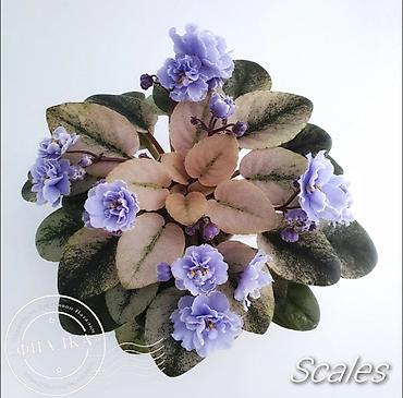 Π€ΠΈΠ°Π»ΠΊΠΈ ΠΈ Π³Π»ΠΎΠΊΡΠΈΠ½ΠΈΠΈ: π±πΊπ± ΠΡΠΎΠ΄Π°Ρ ΡΠΎΡΡΠΎΠ²ΡΠ΅ ΠΠΠ’ΠΠ ΡΡΠ°Π½Π΄Π°ΡΡΠ½ΡΡ
, ΡΡΠ΅ΠΉΠ»Π΅ΡΠ½ΡΡ
ΠΌΠΈΠ½ΠΈ ΠΈ ΠΏΠΎΠ»ΡΠΌΠΈΠ½ΠΈ at lalafo.kg β 31 Π€ΠΈΠ°Π»ΠΊΠΈ ΠΈ Π³Π»ΠΎΠΊΡΠΈΠ½ΠΈΠΈ: π±πΊπ± ΠΡΠΎΠ΄Π°Ρ ΡΠΎΡΡΠΎΠ²ΡΠ΅ ΠΠΠ’ΠΠ ΡΡΠ°Π½Π΄Π°ΡΡΠ½ΡΡ
, ΡΡΠ΅ΠΉΠ»Π΅ΡΠ½ΡΡ
ΠΌΠΈΠ½ΠΈ ΠΈ ΠΏΠΎΠ»ΡΠΌΠΈΠ½ΠΈ β 31