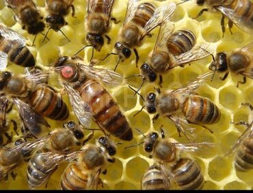 ari sudunun qiymeti: Ana arı satışlarımız davam edir 40 AZN bu ilin anaları 30 AZN ötən