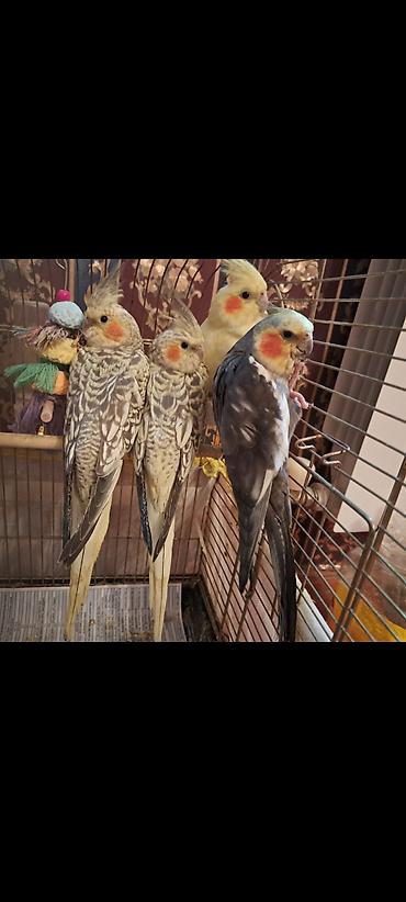sarı quş: Nimfa (cockatiel) papağanları – müxtəlif rənglərdə - Növ: Nimfa — 1
