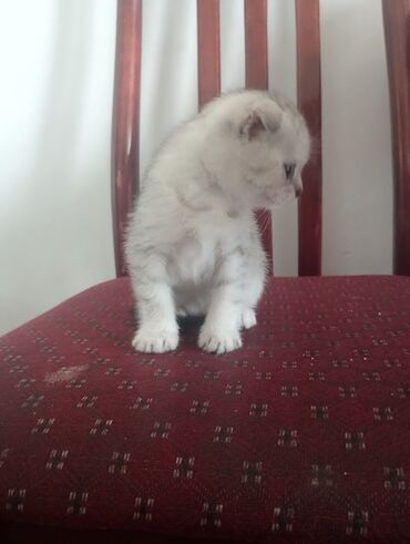 котята рэгдолл: Вислоухие котята. девочка