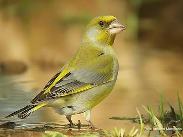 kanada: Məhsul: Yaşıl qırğılı (European Greenfinch, Chloris chloris) – ev — 3