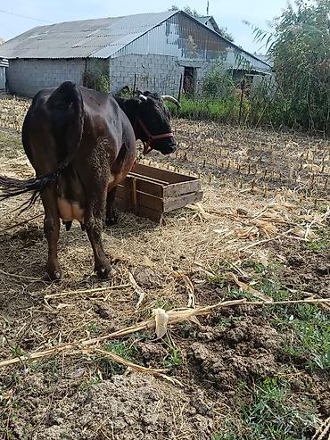 Продам с/х животных: Продаю | Корова (самка) | Для молока | После отела — 6