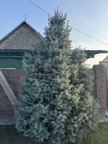 ёлки туя: Ель колючая голубая (Picea pungens ‘Glauca’) - Крупномерное хвойное