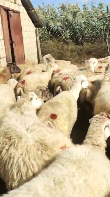 Qoyunlar, qoçlar: Dişi, il: 1, 50 kq, Damazlıq, Ünvandan götürmə — 3