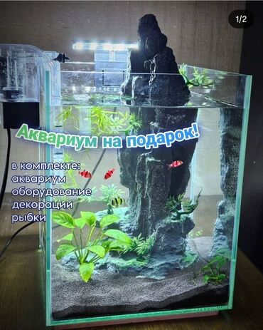 рыба сига цена бишкек: Бесплатная доставка! Новый аквариумный комплект. Идеально на подарок
