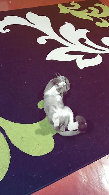 Pişiklər: Şotland yastı qulaq — 10