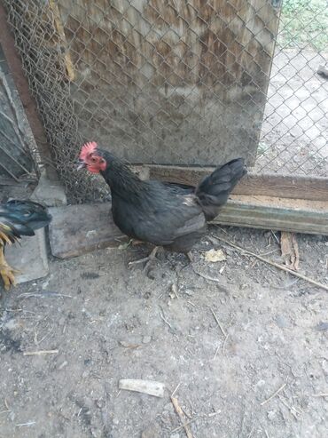 Куры, петухи: Продаю черную курицу
1200 сом
Находится в Лебединовке
черная курица