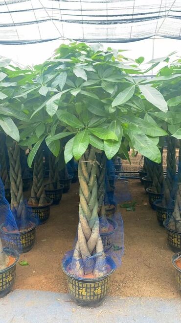 Другие комнатные растения: Предлагаются различные комнатные растения в горшках. В наличии кротоны — 22