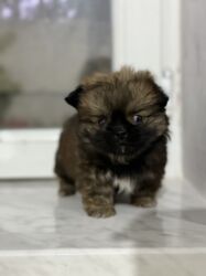 İtlər: Pekines, 2 ay, Dişi, Peyvəndli — 16