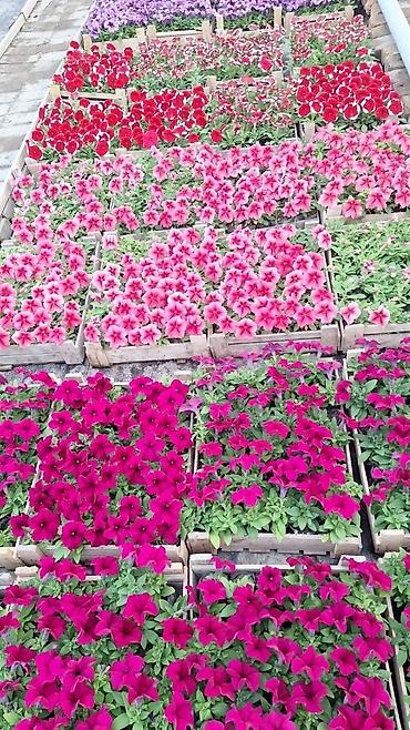 Другие садовые цветы и кустарники: Только оптом.По штучно не звонить.Рассада однолетних цветов для клумб — 9