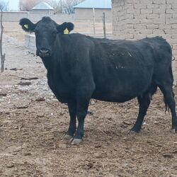 собаку в добрые руки: Продаю | Корова (самка), Бык (самец) | Абердин-ангус | Для разведения | Племенные