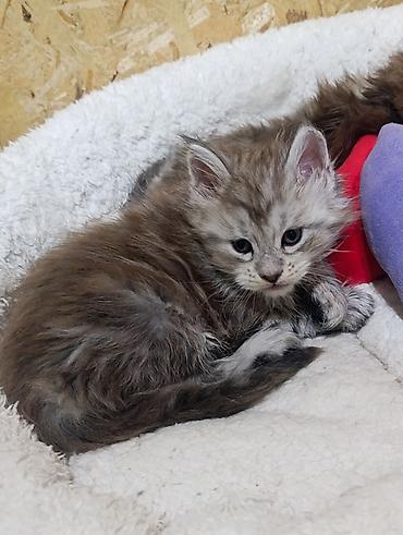 мейн кун котята купить: Котята мейн-кун!!!❤️❤️💙 Истинная красота рождается там, где природа — 10
