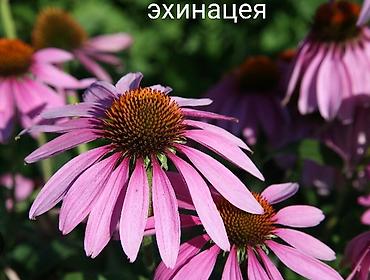 Другие виды семян и саженцев: Все растения что на фото, есть в наличии — 26