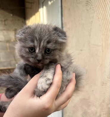 котята дворняжки: Им 1 месяц будет пока бронь продаю шатланские котята веслоухие девочки