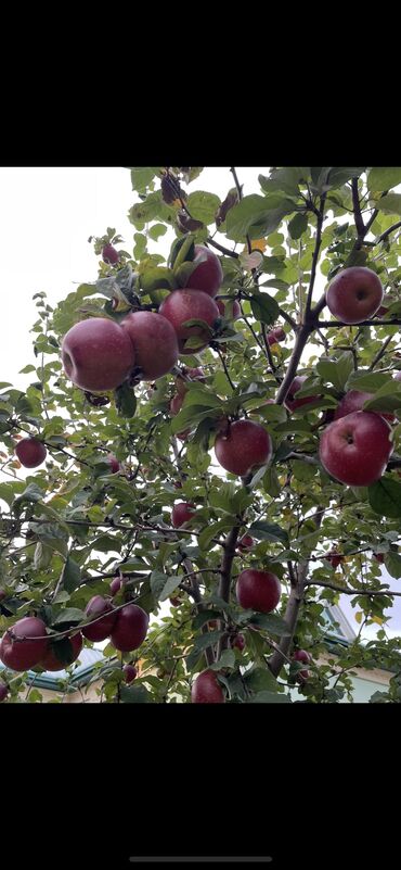 Həyət evləri və villaların satışı: 3 otaqlı, 80 kv. m, Kredit yoxdur, Orta təmir — 18