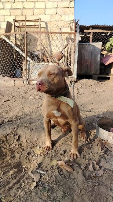 İtlər: Pitbul, 1 il, Erkek, Sənədli, Pulsuz çatdırılma — 6