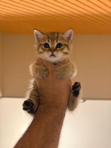 Pişiklər: Ağ balaca pişik balası – mavi gözlü, tükləri yumşaq və sıx. Üzündə və — 11