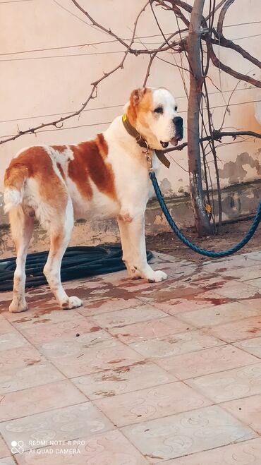 İtlər: Alabay, 1 il, Erkek, Peyvəndli, Ünvandan götürmə — 1