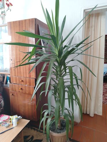 большие комнатные цветы: Комнатные растения в горшках 1) Юкка (Yucca elephantipes) - Высокое