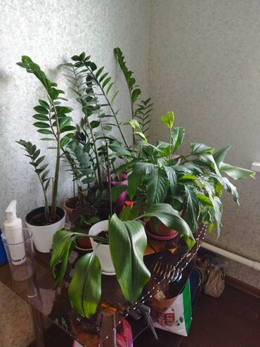 Женское счастье (Спатифиллюм): Комнатные цветы Диффенбахия 500 с Монстера 2000 Фиалки 250 с — 10