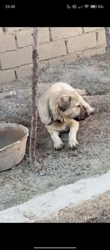 afcarka qiymeti: Kanqal, 2 il, Erkek, Ünvandan götürmə