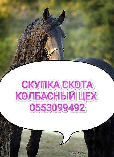 кой сойуу: Колбасный цех : Коровы, быки, Лошади, кони, | Круглосуточно, Любое состояние, Забитый — 1