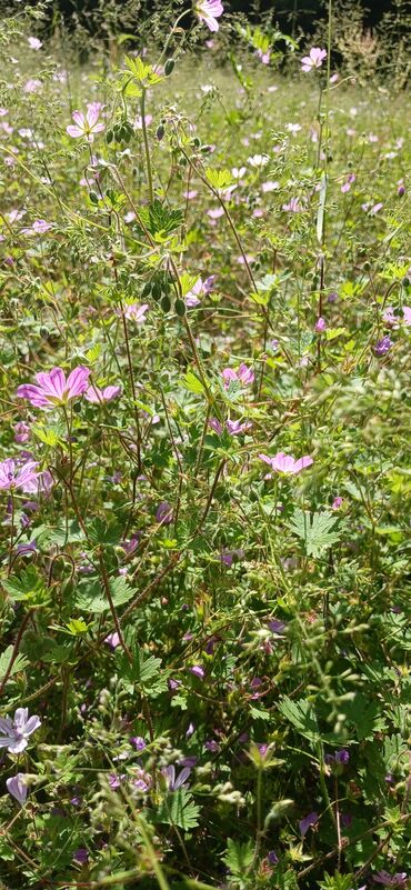 Digər qida məhsulları: ARI ÇÖRƏYİ ( GÜLƏM) Arı məhsulu Tərkibi: 1. Çiçək tozu əsasən; 2. arı — 12