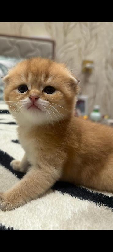 Pişiklər: Şotland, Erkək, Dişi, Yaxşı əllərə, Ünvandan götürmə, Pulsuz çatdırılma, Ödənişli çatdırılma — 22