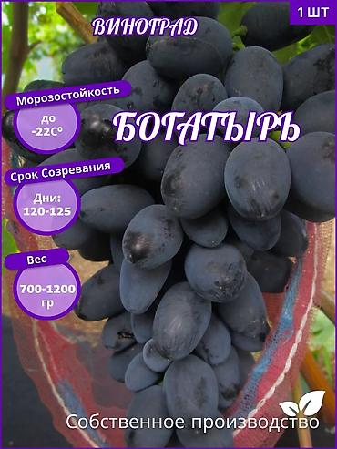 кожа быка: Виноград В розницу — 8