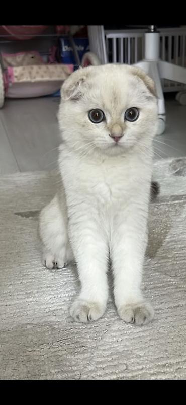 Үй жаныбарлары: 🐾 Ищем котика для будущей вязки 🐾 Наша кошечка — скоттиш-фолд, сейчас — 4