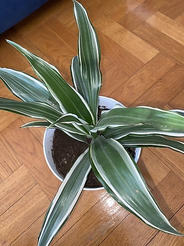 boja sampanjca: Dracaena deremensis ‘Warneckii’ u saksiji - Sobna biljka sa — 1