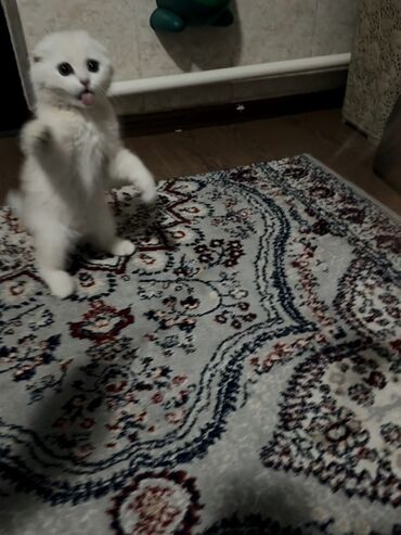 Продажа кошек: Скотиш Фолд (Шотландская вислоухая), 3 месяца, Мальчик, Приучена к лотку — 8