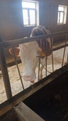 simmental inekler: Самка, Simental, лет: 5, 650 кг, Для молока, Самовывоз