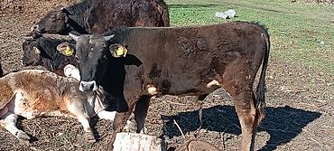 Коровы, быки: Продаю | Бык (самец) | Полукровка | На откорм — 15