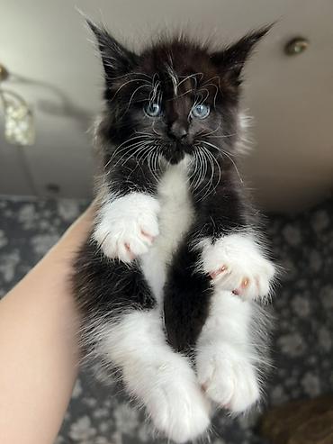 Продажа кошек: ✨ Эксклюзивные полидактильные мейн-куны ✨ Предлагаются к продаже — 3