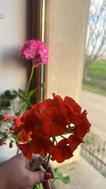 Otaq bitkiləri: Her cure guler var veregliyin baxin ancag xanimlara satiş olur Gencedi — 40