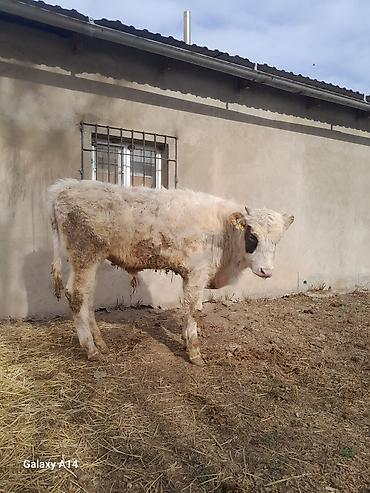 Коровы, быки: Продаю | Бык (самец) | Полукровка | На откорм — 17