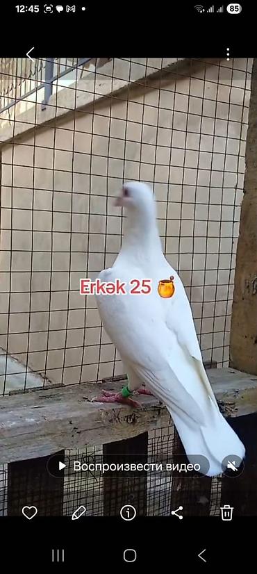 Göyərçinlər: 🐦 Uzaq Məsafəyə Uçan Göyərçinlər Satılır! 2 ədəd erkək göyərçin — 5