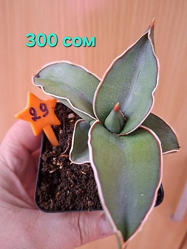 Драцены и Сансевиерии: Суккуленты Sansevieria (сансевиерия) в горшках 6–7 см. Компактные — 2