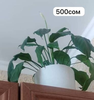 комнатный растения: Цветы продаю
