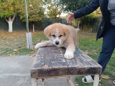 Psi: Stenci Akita Inu (Japanska Akita)ostenjeni 25.08.25. vakcinisani — 5