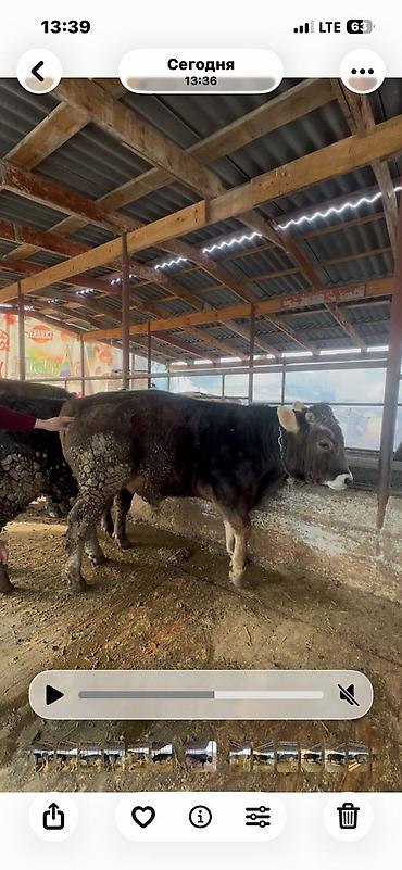 Коровы, быки: Продаю | Бык (самец) | Полукровка, Голштин, Швицкая | На забой | Привязанные — 1