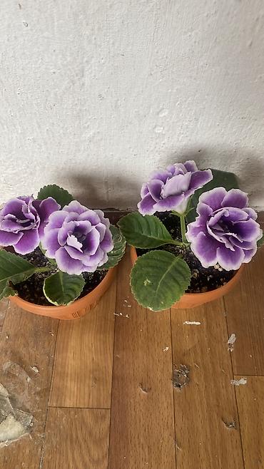 Фиалки и глоксинии: Глоксиния (Sinningia speciosa), крупноцветковые сорта - Эффектные — 5