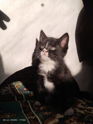продажа домашних животных: Отдам ❤️ДАРОМ❤️.Очаровательный котенок черно-белого окраса, с